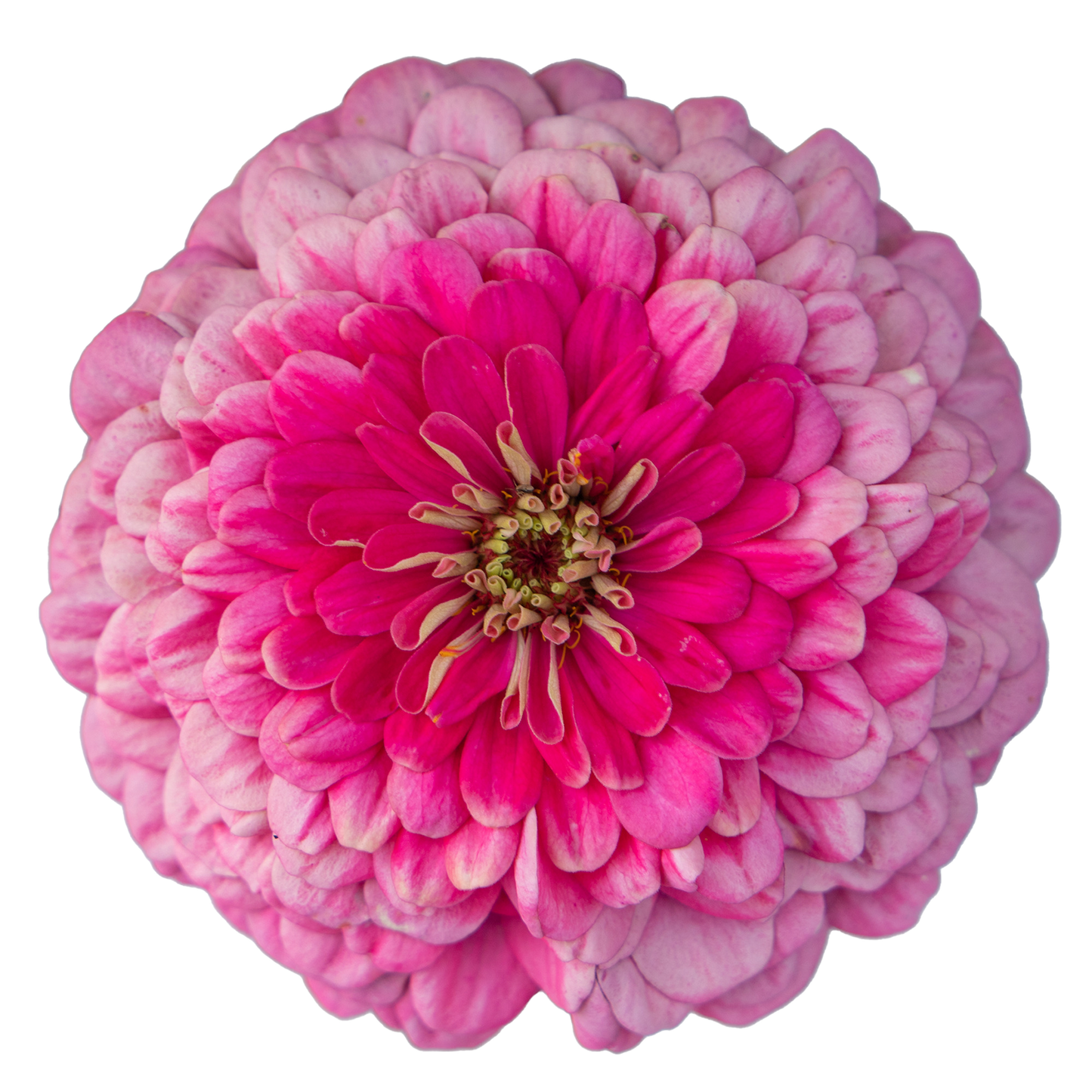 Zinnien Benary's Giant Bright Pink