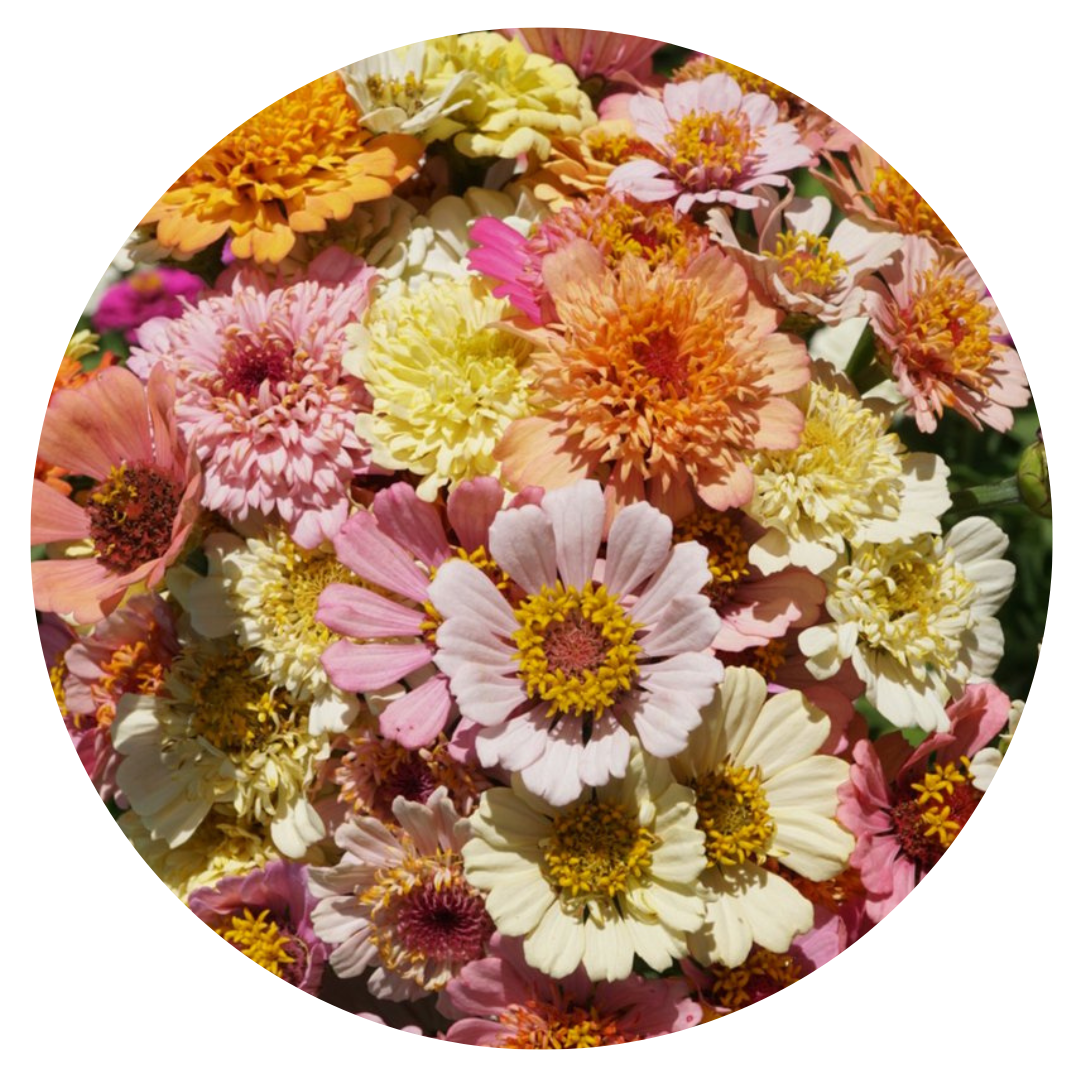 Zinnia elegans Cresto! Peaches & Cream mix