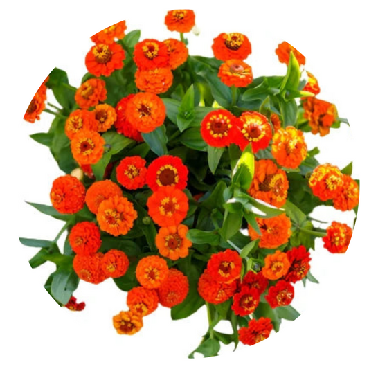 Cinnijas Lilliput Orange