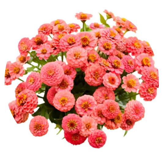 Zinnia elegans Lilliput Salmon