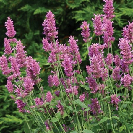 Agastache hybrida Arcado Pink - therapyofflowers.comseeds