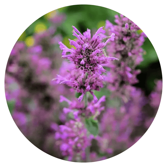 Agastache hybrida Arcado Pink - therapyofflowers.comseeds