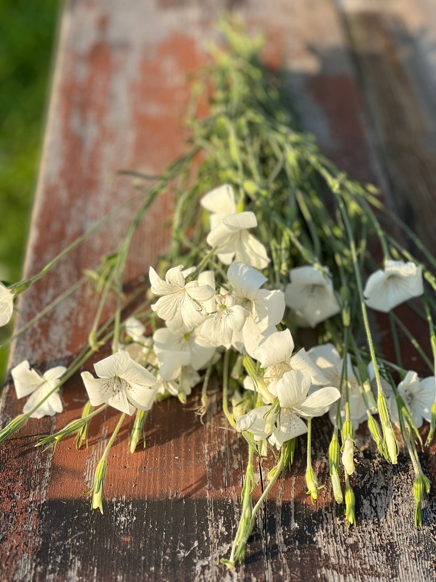 Agrostemma githago Bianca - therapyofflowers.comseeds