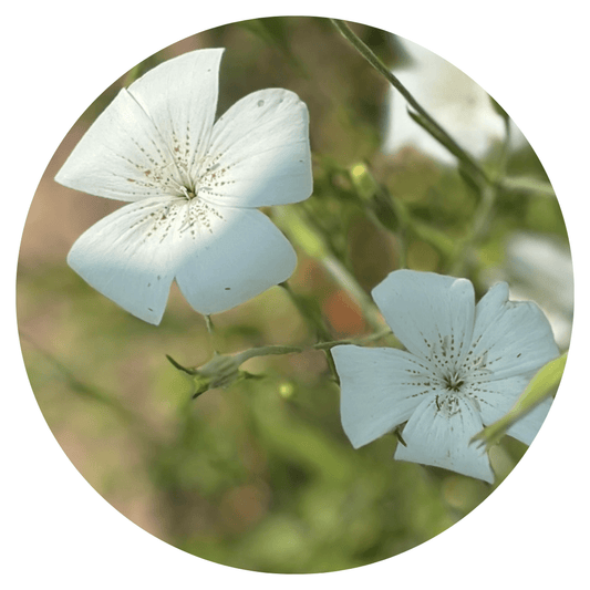 Agrostemma githago Bianca - therapyofflowers.comseeds