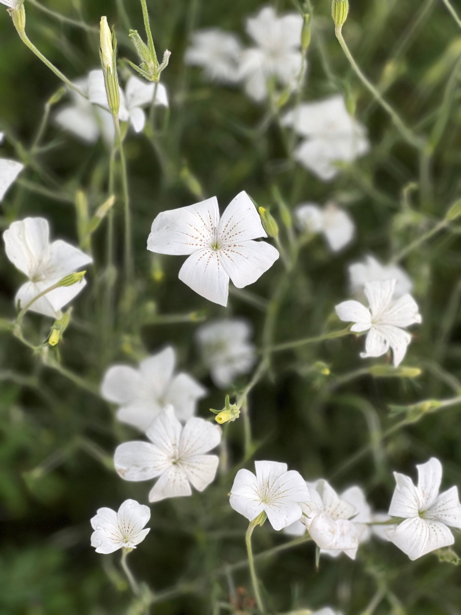 Agrostemma githago Bianca - therapyofflowers.comseeds