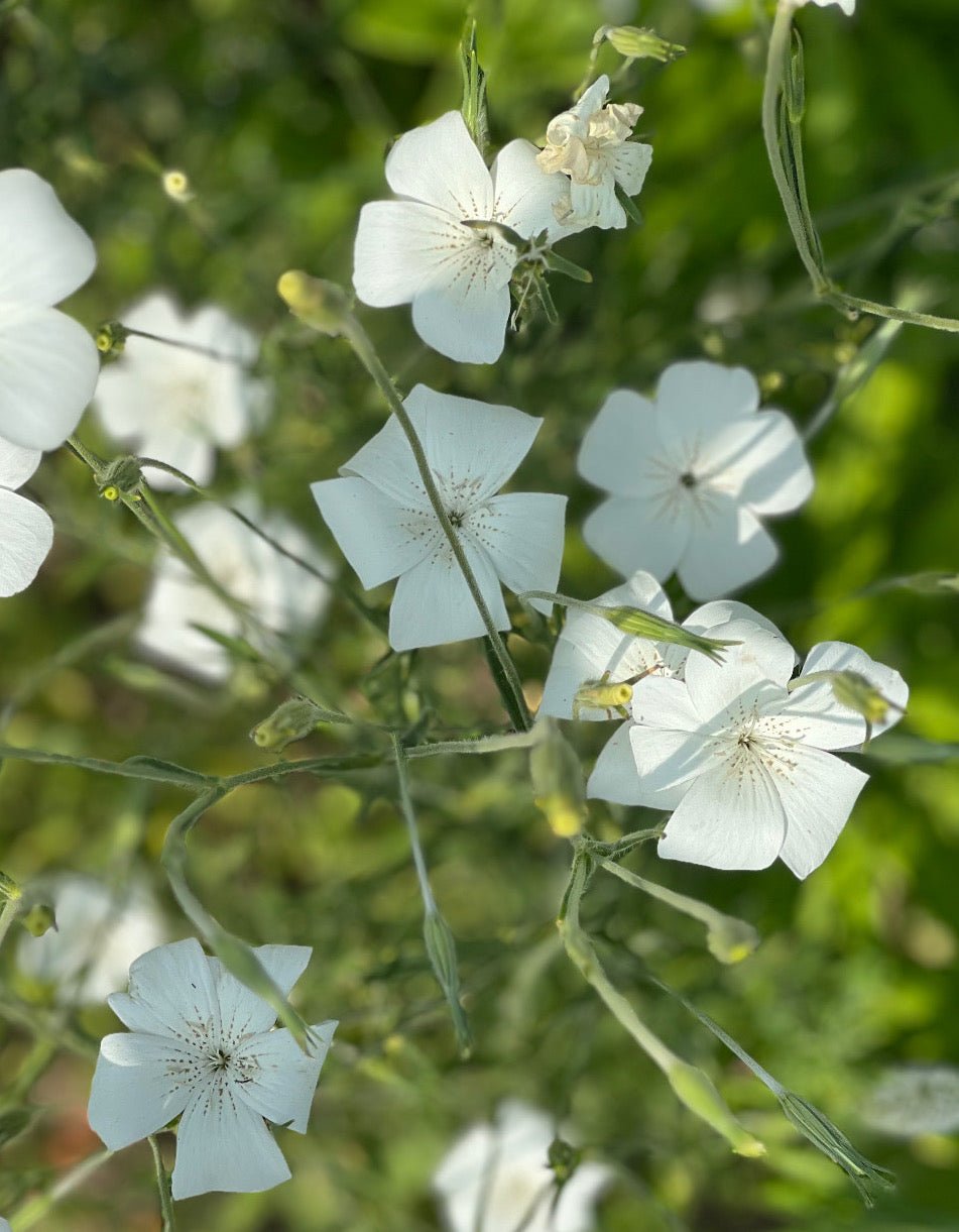 Agrostemma githago Bianca - therapyofflowers.comseeds