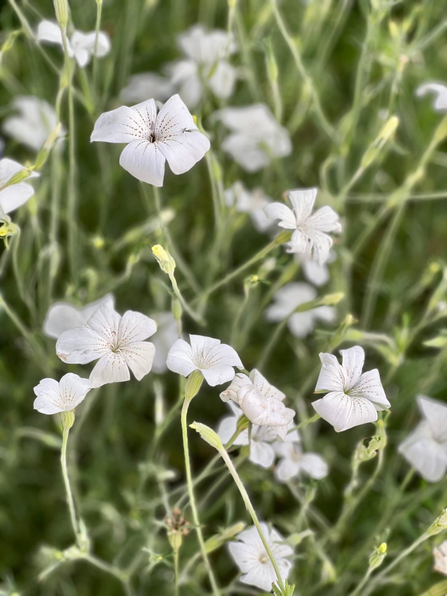 Agrostemma githago Bianca - therapyofflowers.comseeds