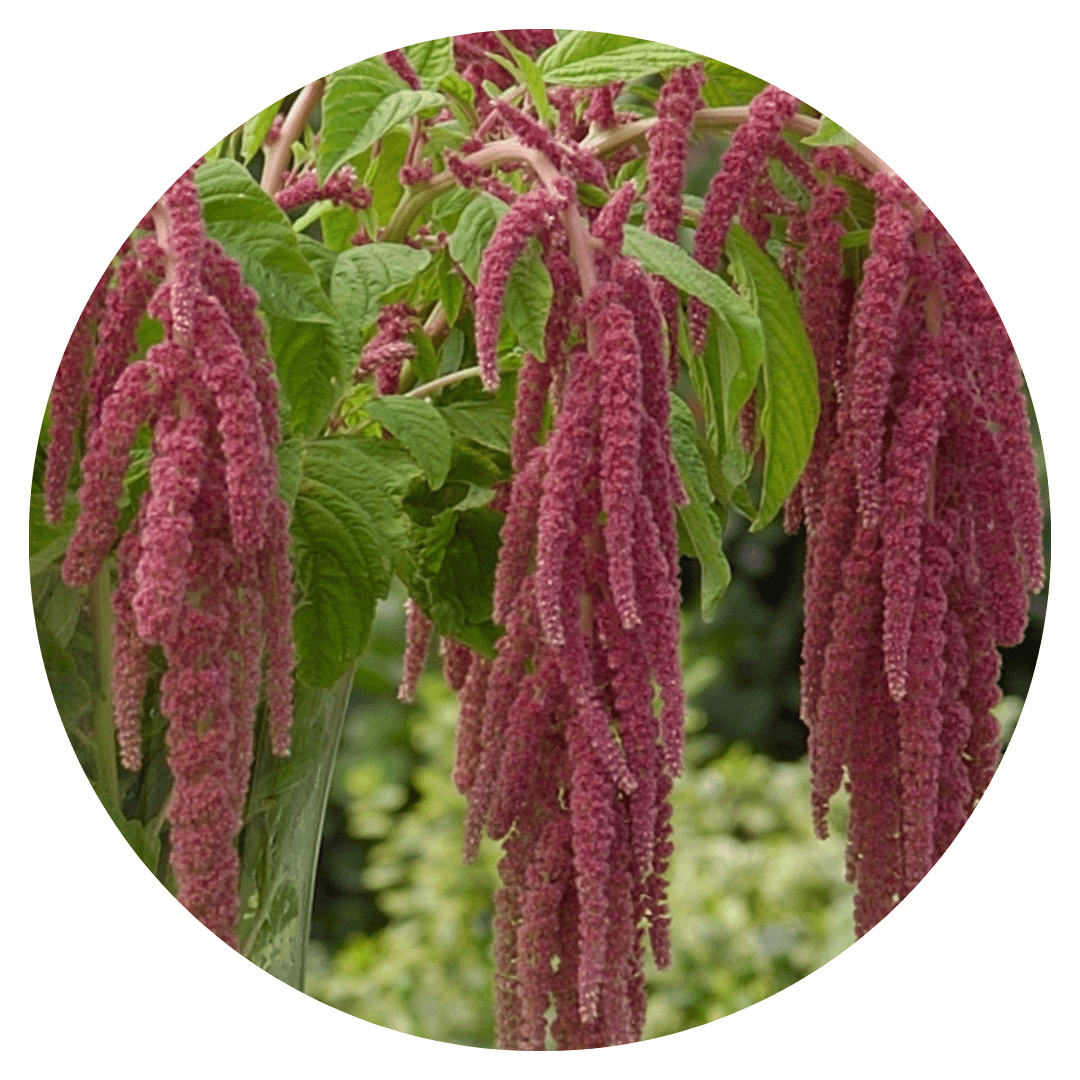 Amaranthus caudatus Coral Fountain - therapyofflowers.comflowers