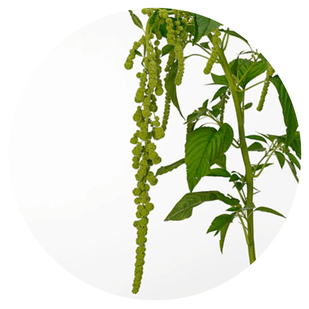 Amaranthus caudatus Green Pearls - therapyofflowers.comSeeds