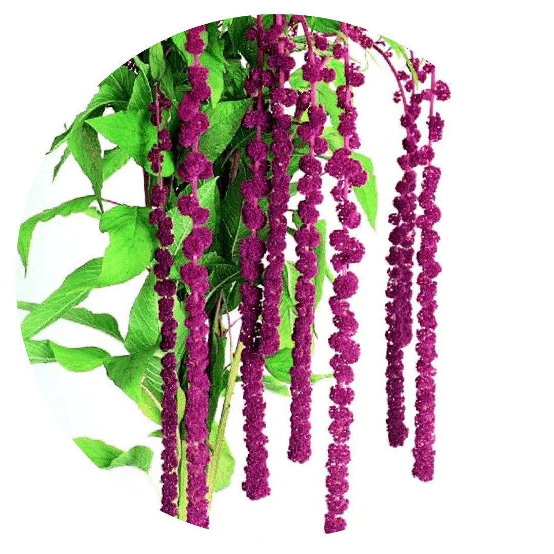 Amaranthus caudatus Pony Tails - therapyofflowers.comSeeds