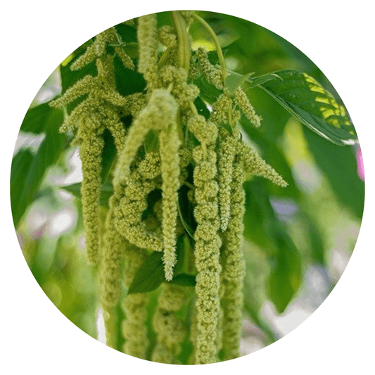 Amaranthus caudatus Viridis - therapyofflowers.comflowers