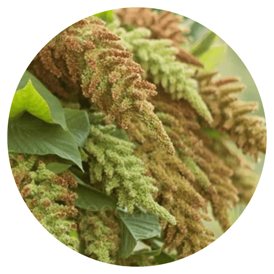 Amaranthus cruentus Autumn's touch - therapyofflowers.comflowers