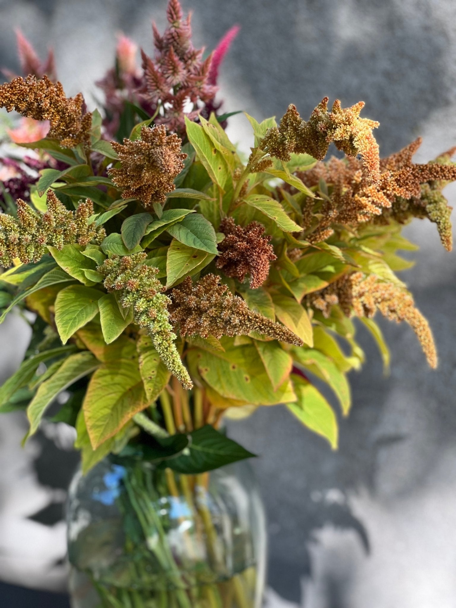 Amaranthus cruentus Autumn's touch - therapyofflowers.comSeeds