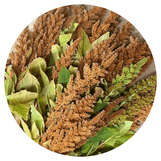 Amaranthus cruentus Hot Biscuits - therapyofflowers.comflowers