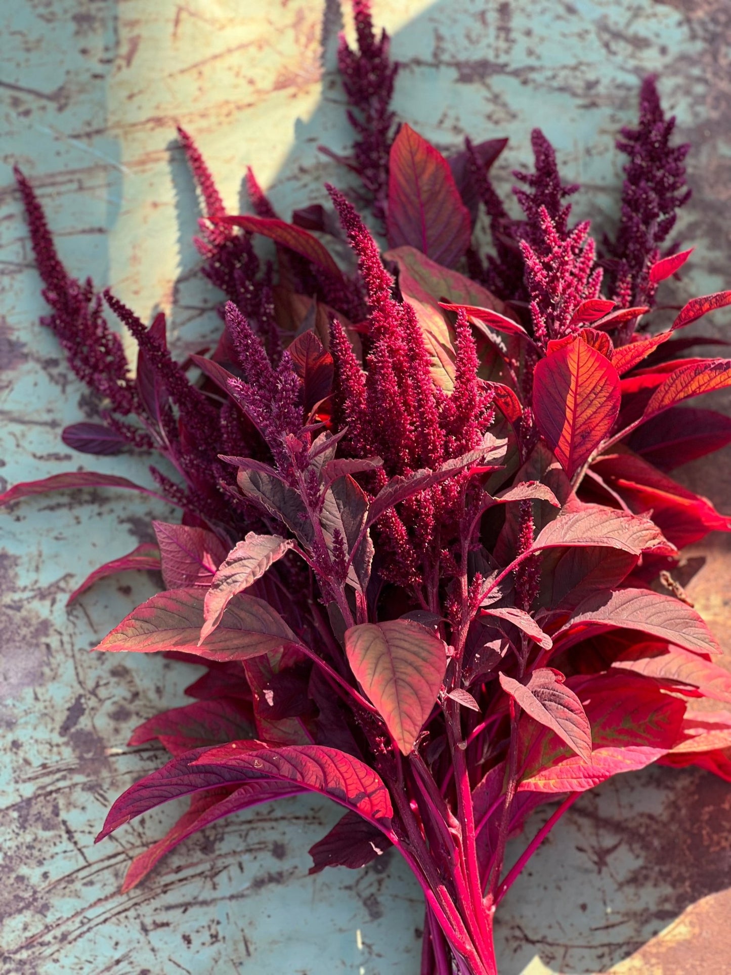 Amaranthus cruentus Velvet Curtains - therapyofflowers.com