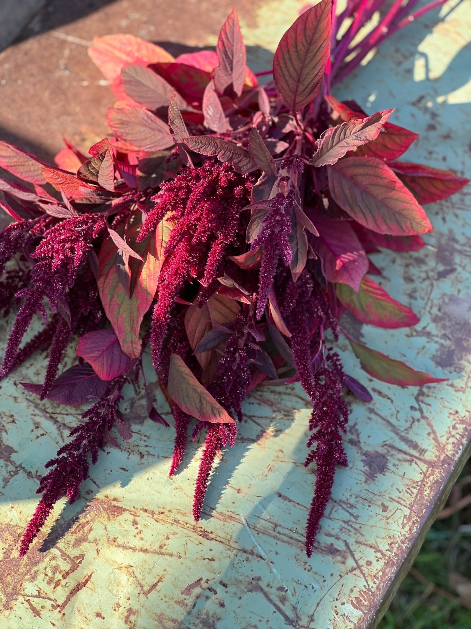 Amaranthus cruentus Velvet Curtains - therapyofflowers.com