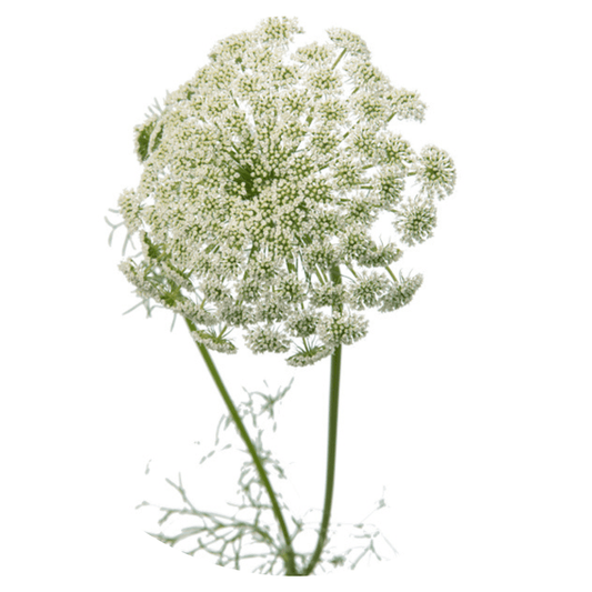 Ammi majus Casablanca - therapyofflowers.comflowers