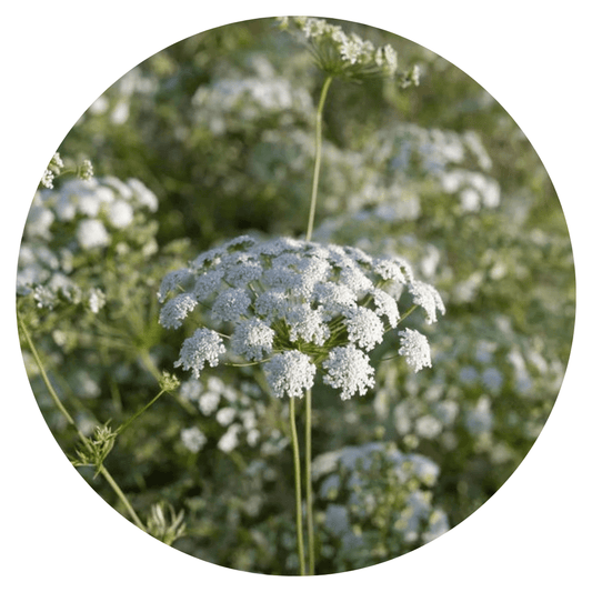 Ammi majus Queen of Africa - therapyofflowers.comflowers