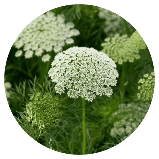 Ammi visnaga Green Mist | False Queen Anne's Lace - therapyofflowers.comseeds