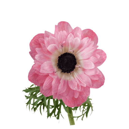 Anemone Levante® ROSA - therapyofflowers.comflowers