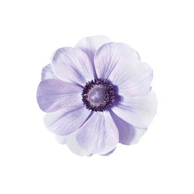 Anemone Mistral Plus® AZZURRO - therapyofflowers.comCorms