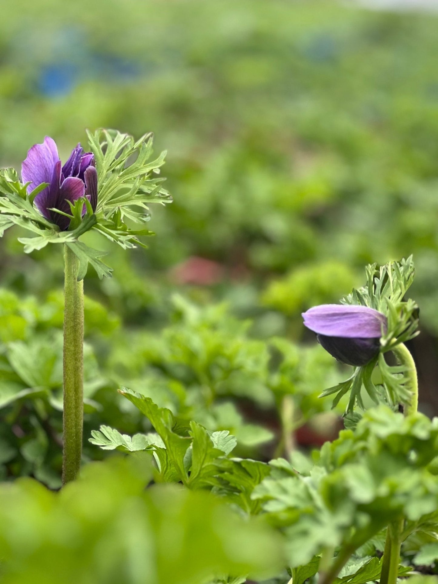 Anemone Mistral Plus® BLU - therapyofflowers.comCorms