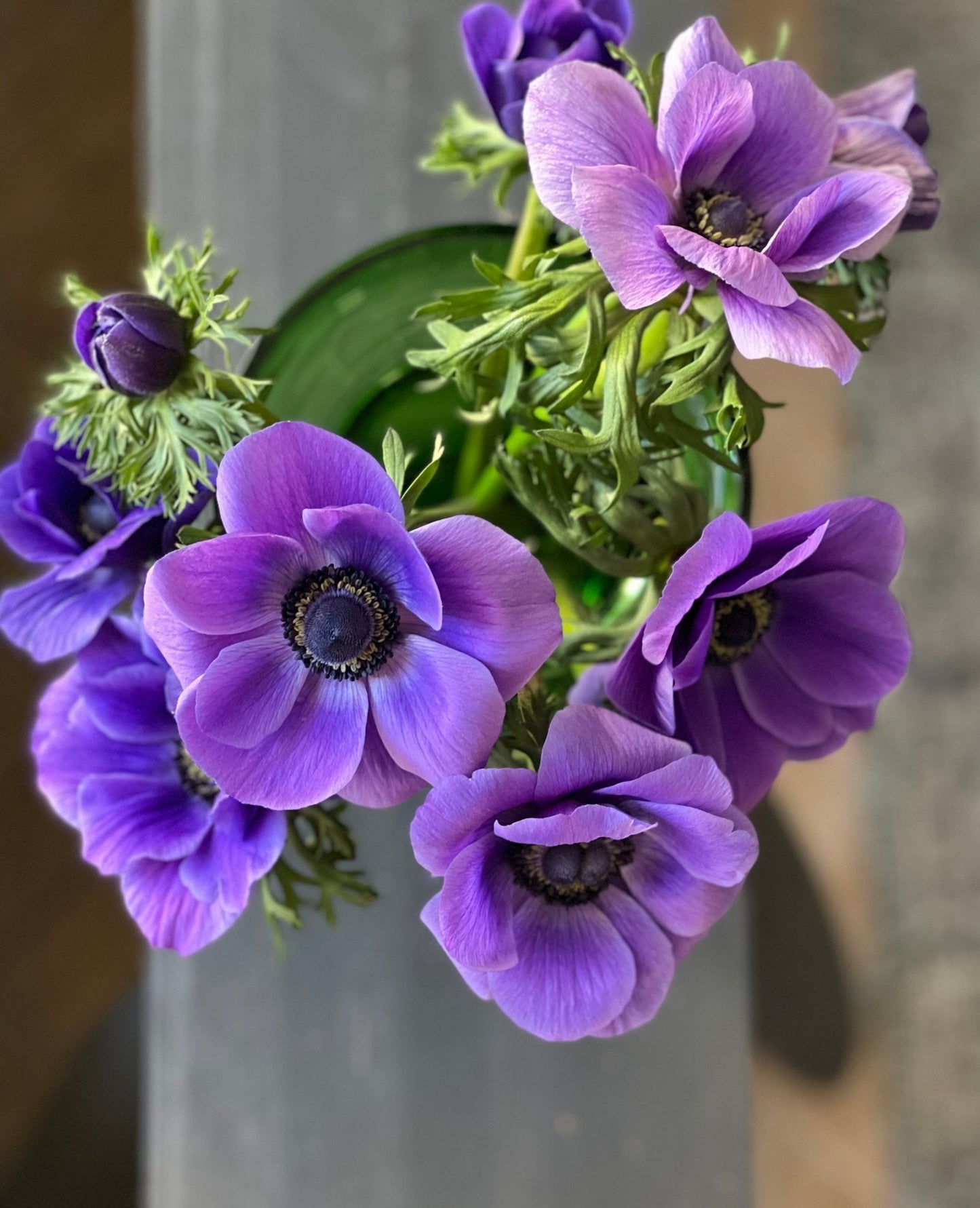 Anemone Mistral Plus® BLU - therapyofflowers.comCorms