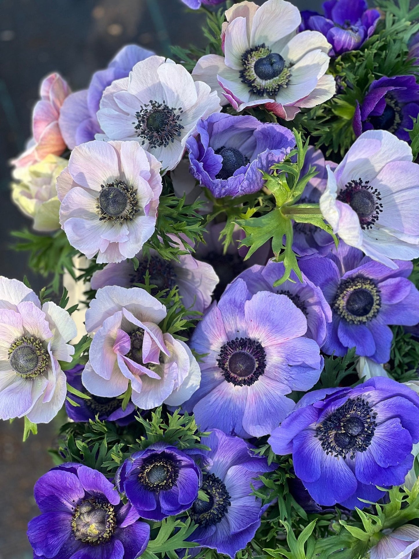 Anemone Mistral Plus® BLU - therapyofflowers.comCorms