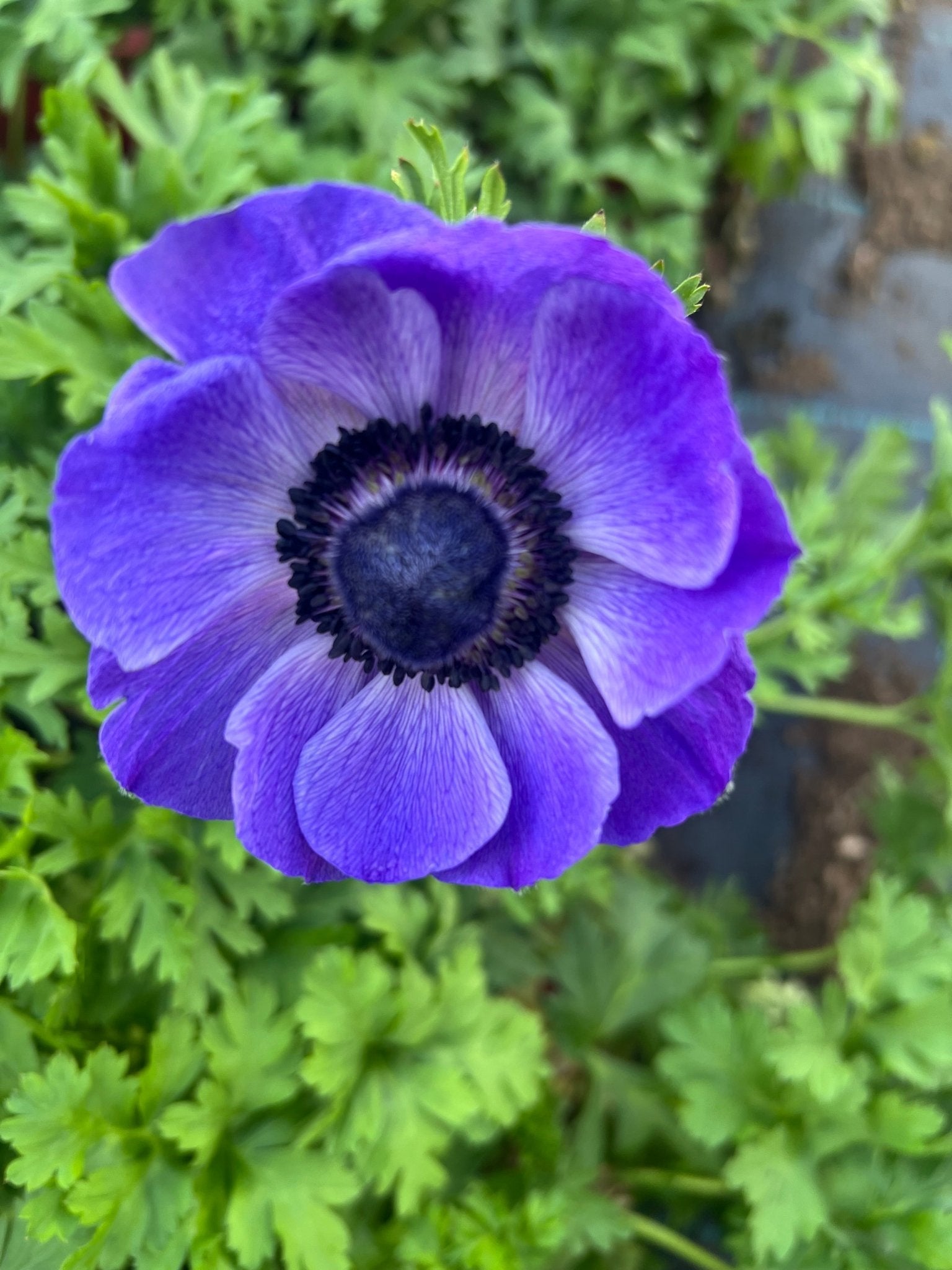 Anemone Mistral Plus® BLU - therapyofflowers.comCorms