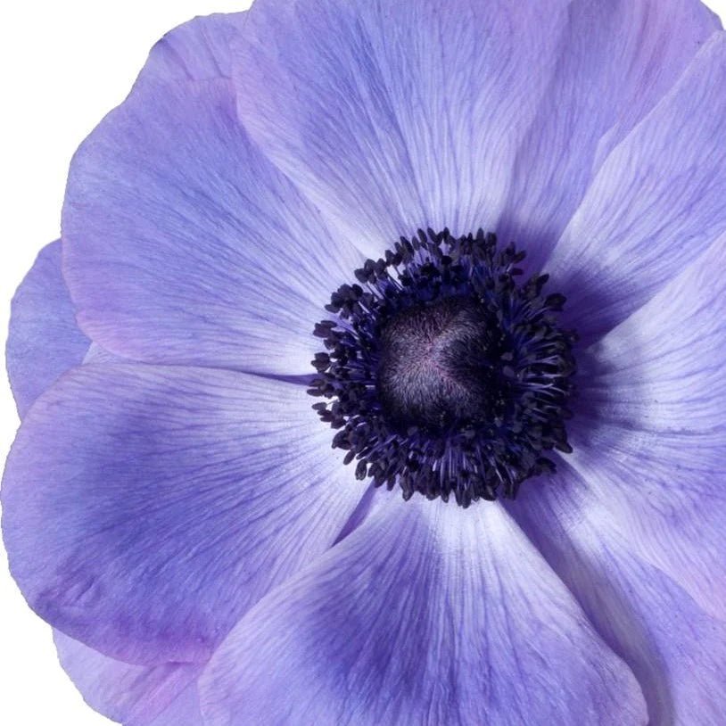 Anemone Mistral Plus® BLU - therapyofflowers.comCorms