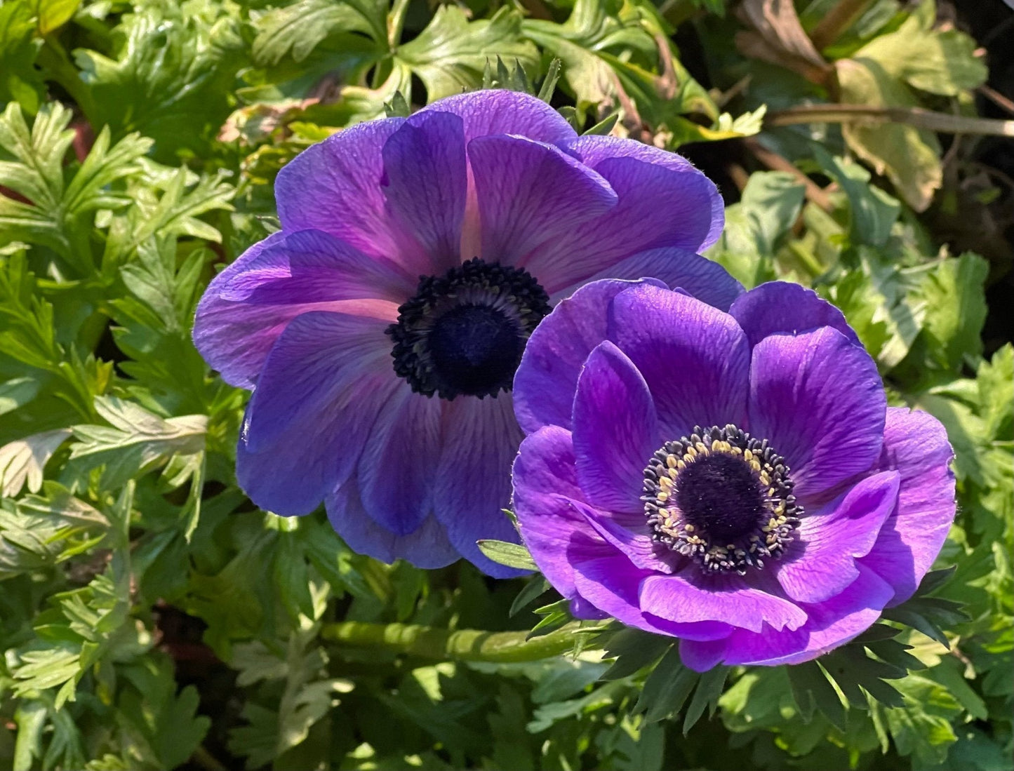 Anemone Mistral Plus® BLU - therapyofflowers.comCorms