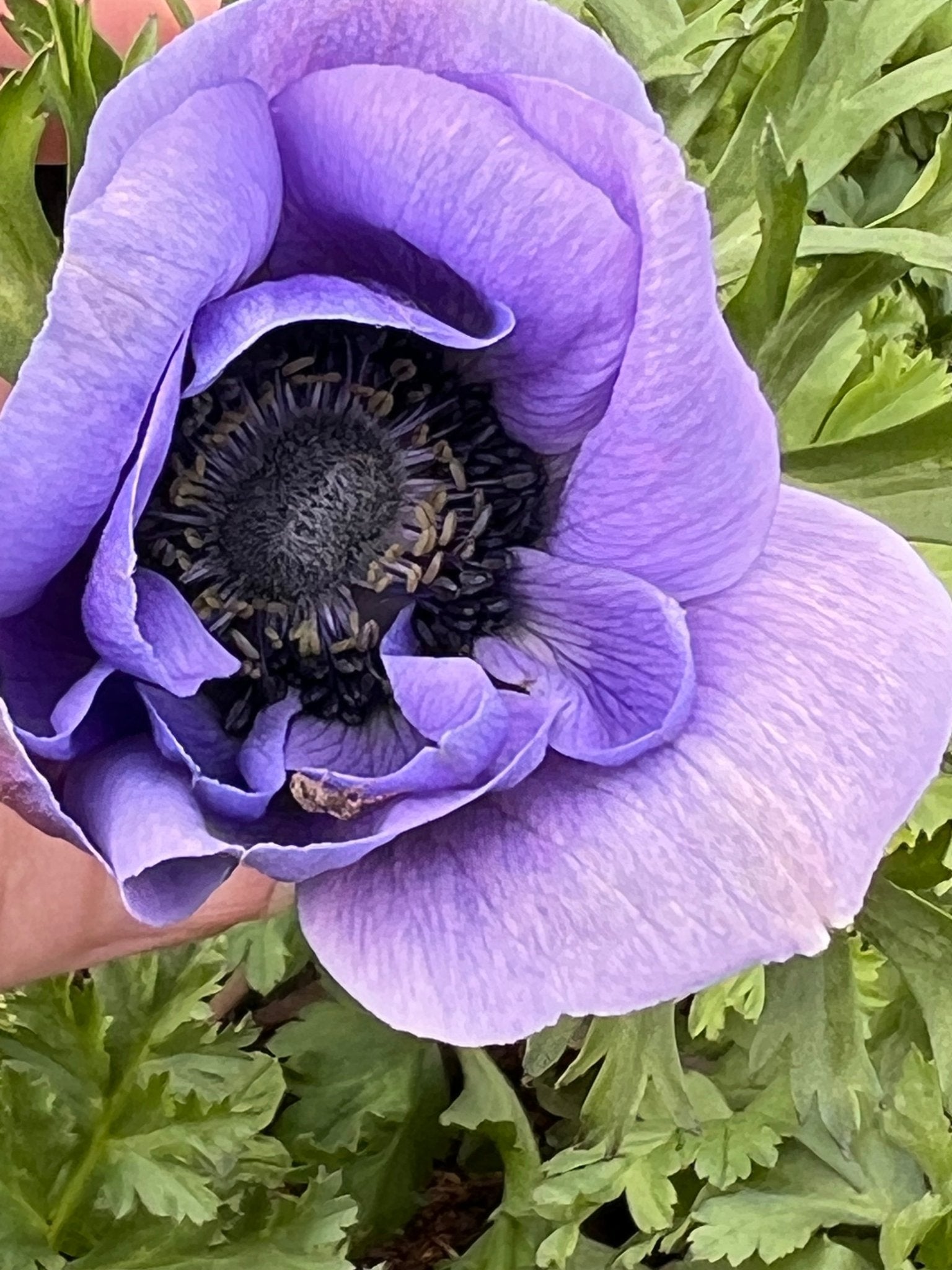 Anemone Mistral Plus® BLU - therapyofflowers.comCorms