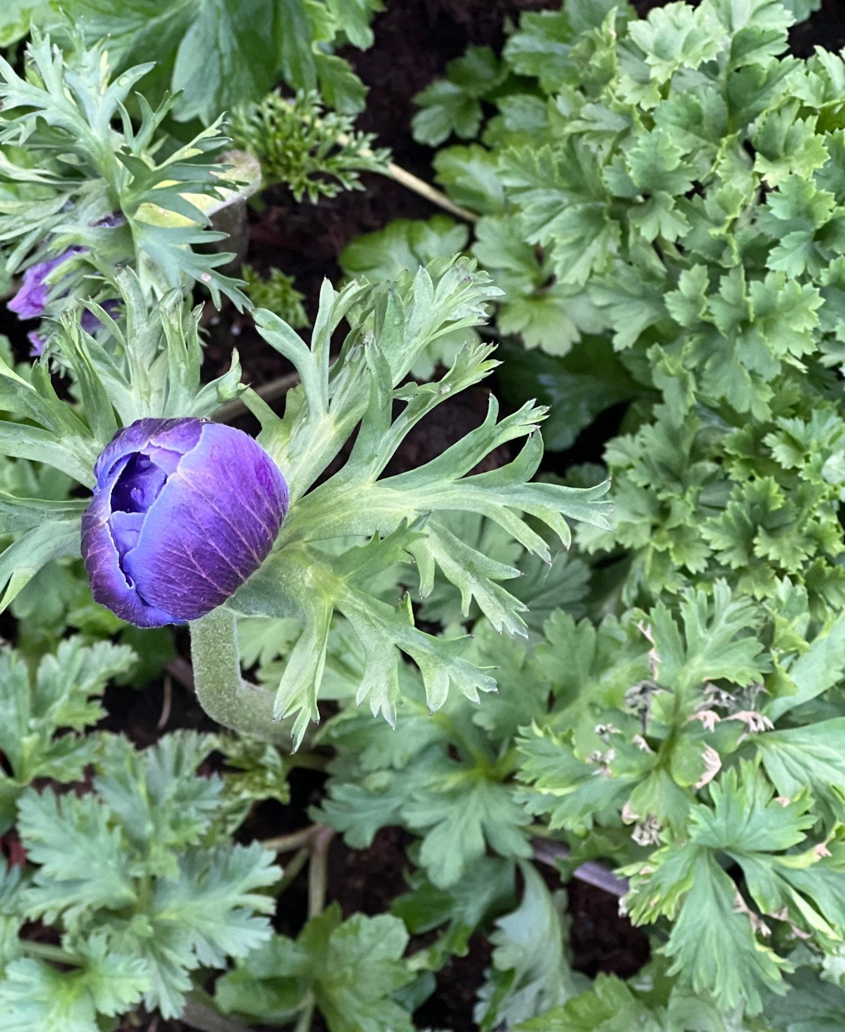 Anemone Mistral Plus® BLU - therapyofflowers.comCorms