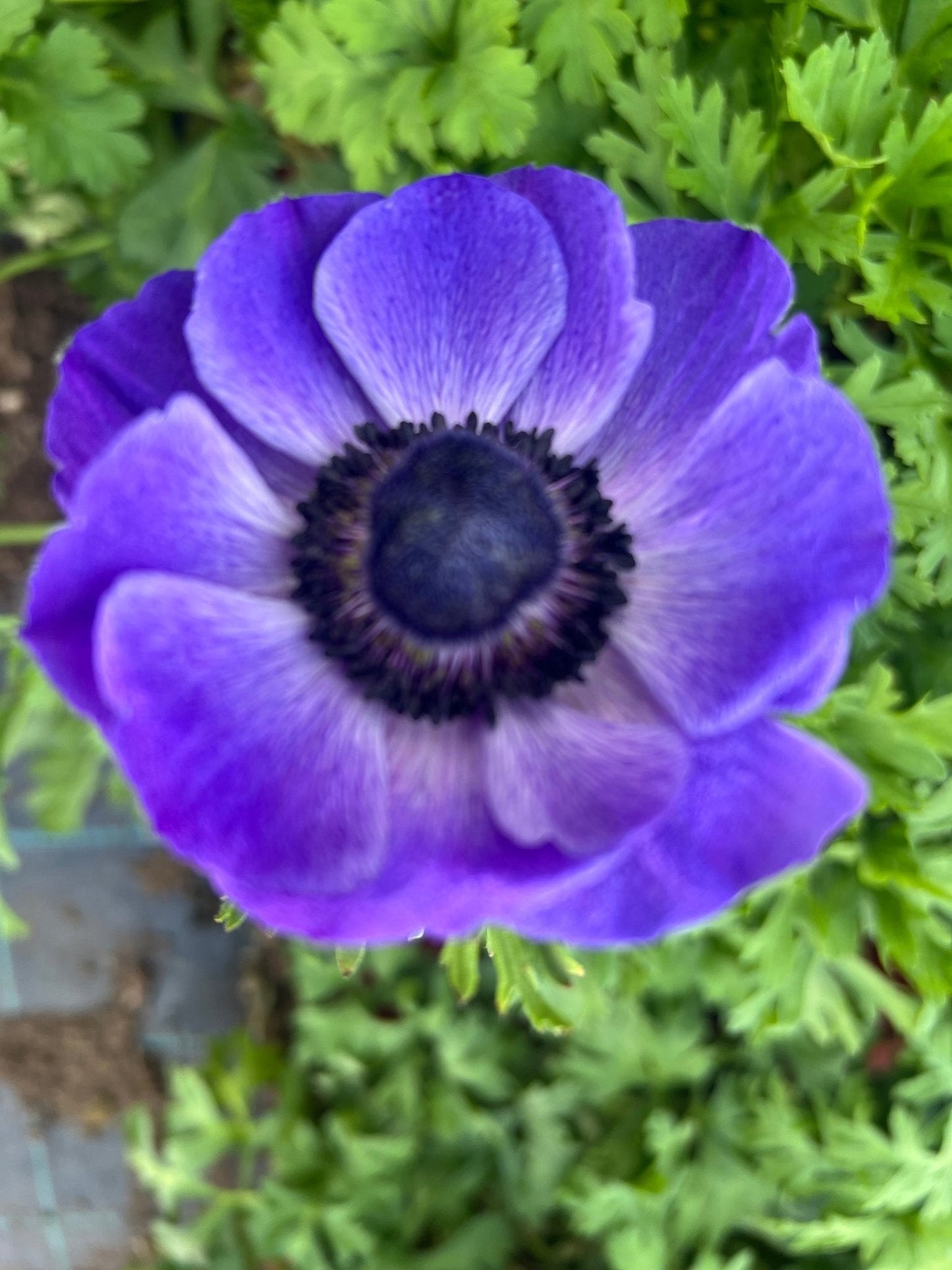 Anemone Mistral Plus® BLU - therapyofflowers.comCorms