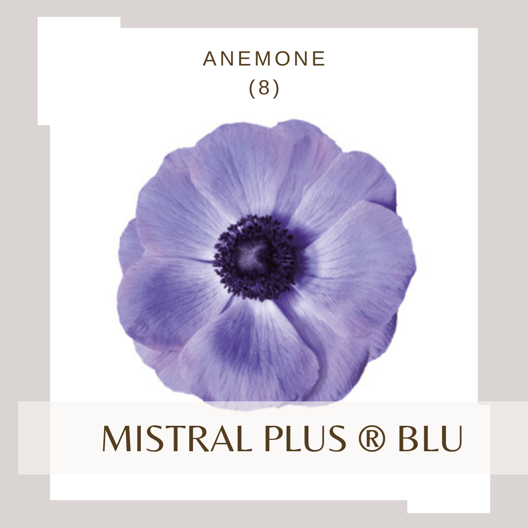 Anemone Mistral Plus® BLU - therapyofflowers.comCorms