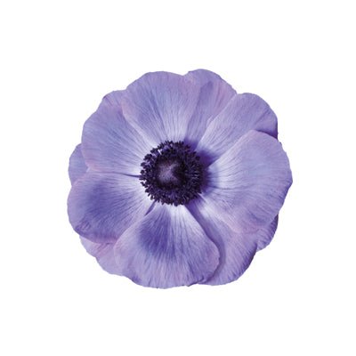 Anemone Mistral Plus® BLU - therapyofflowers.comflowers