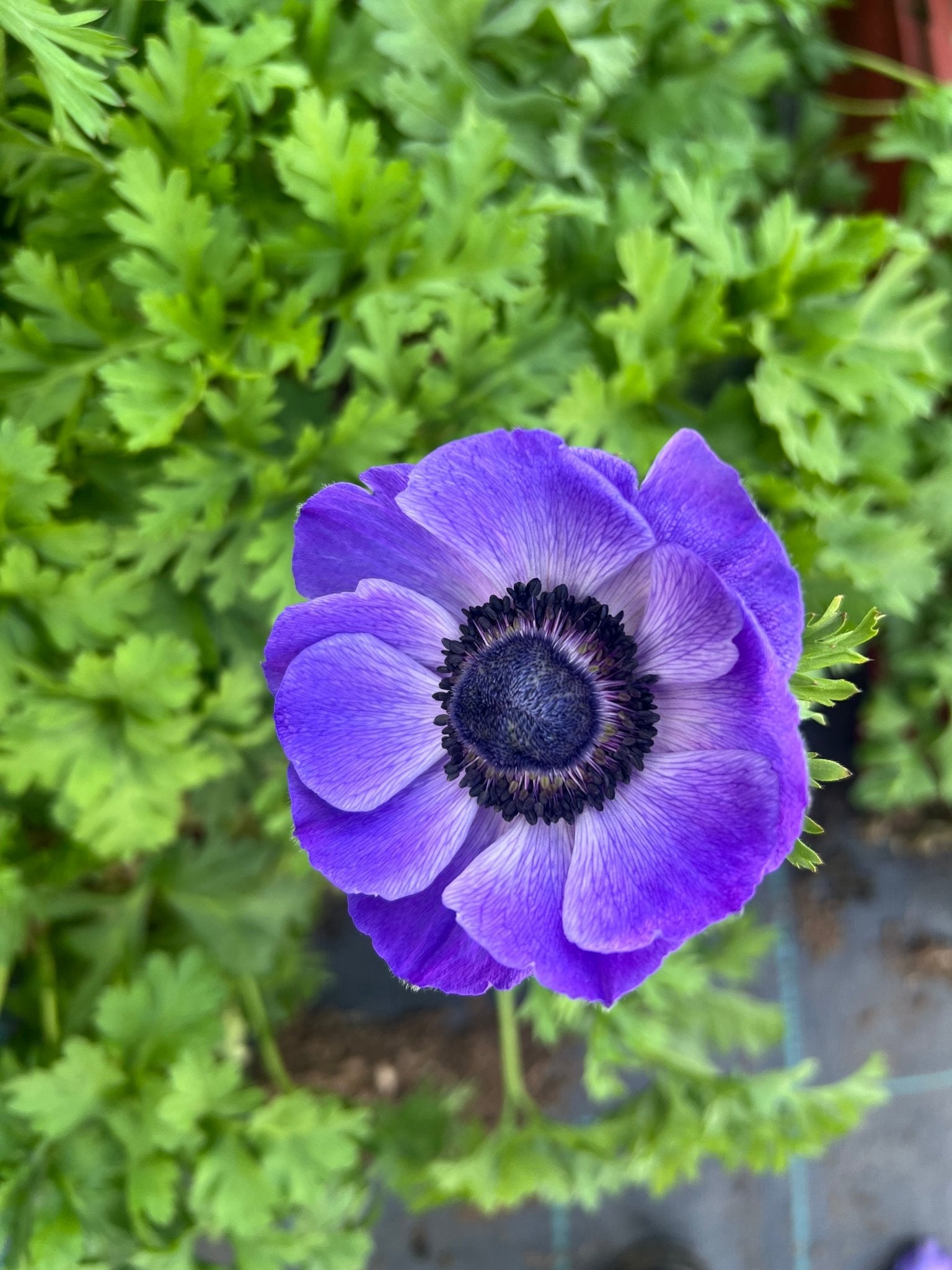 Anemone Mistral Plus® BLU - therapyofflowers.comCorms