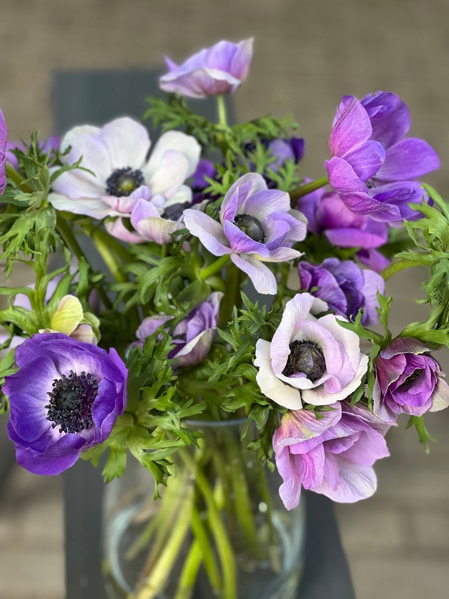 Anemone Mistral Plus® BLU - therapyofflowers.comCorms