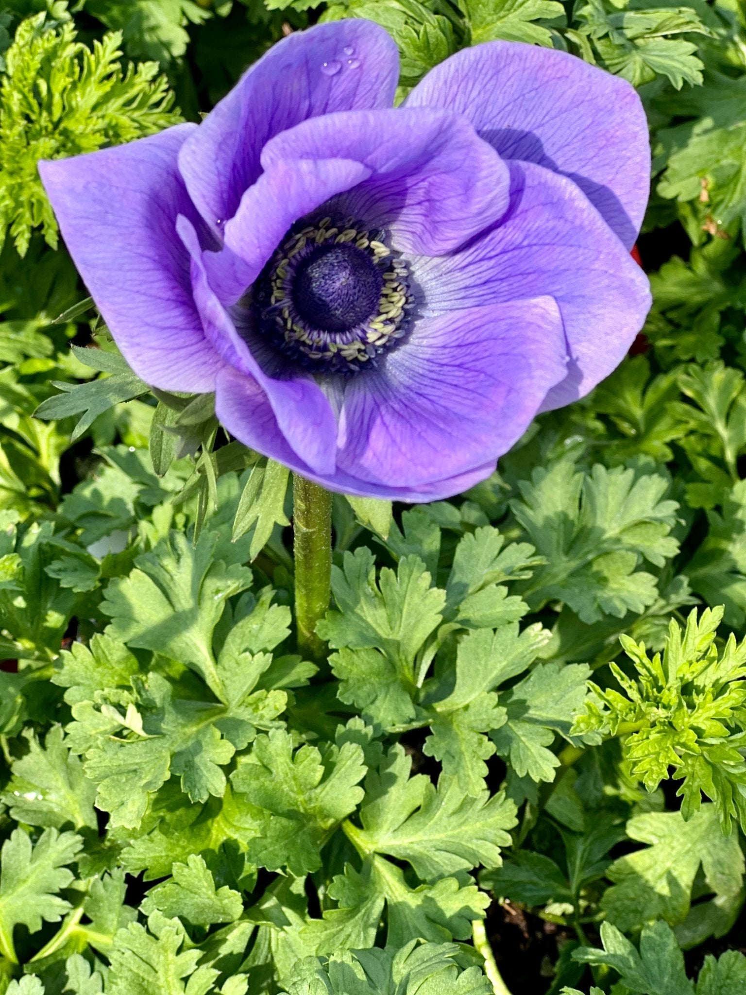 Anemone Mistral Plus® BLU - therapyofflowers.comCorms