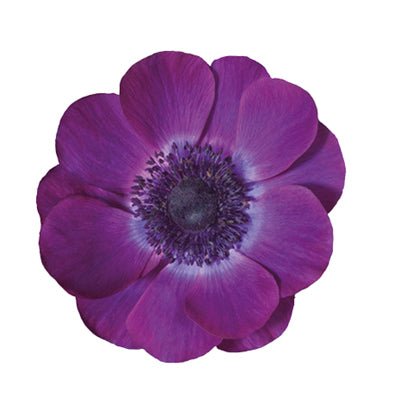 Anemone Mistral Plus® GRAPE - therapyofflowers.comflowers