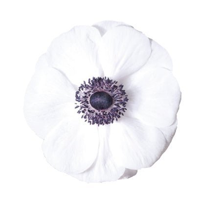 Anemone Mistral Plus® PANDA - therapyofflowers.comCorms