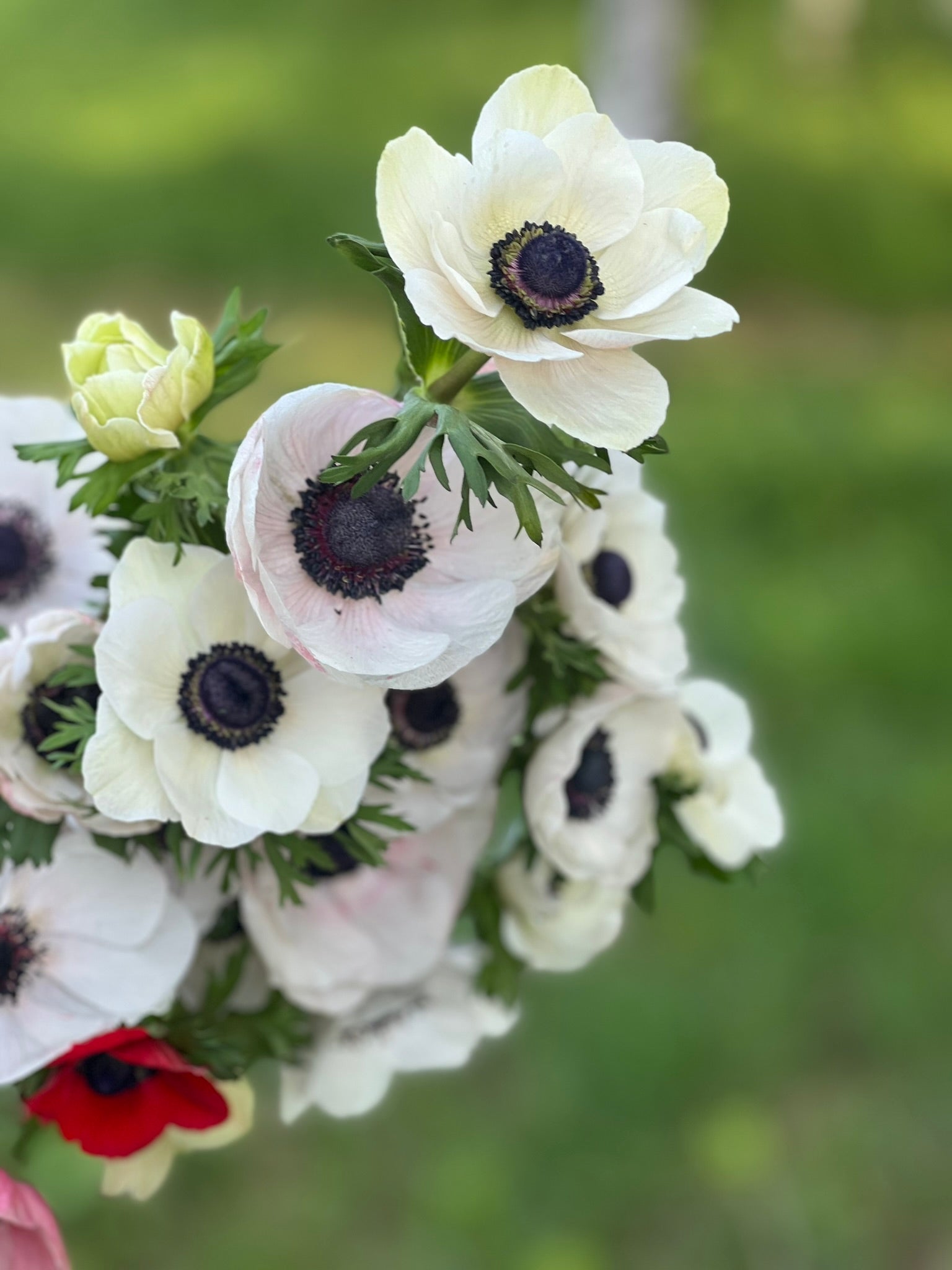 Anemone Mistral Plus® PANDA - therapyofflowers.comCorms