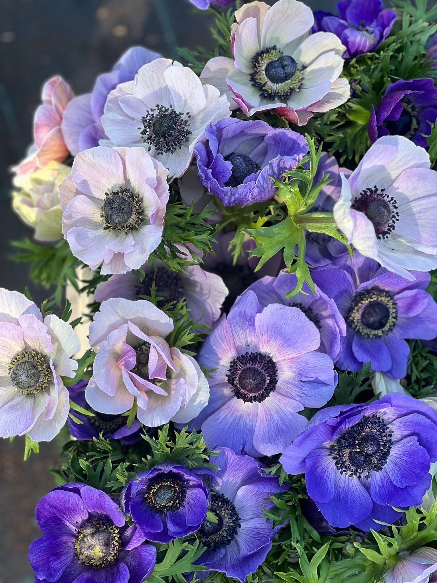 Anemone Mistral Plus® RARITY - therapyofflowers.comflowers