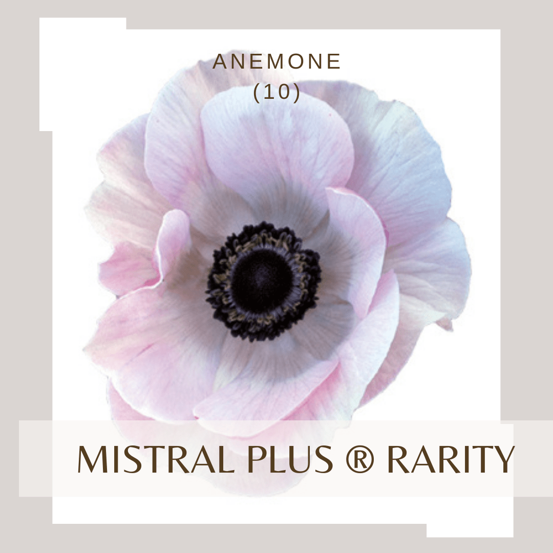 Anemone Mistral Plus® RARITY - therapyofflowers.comflowers