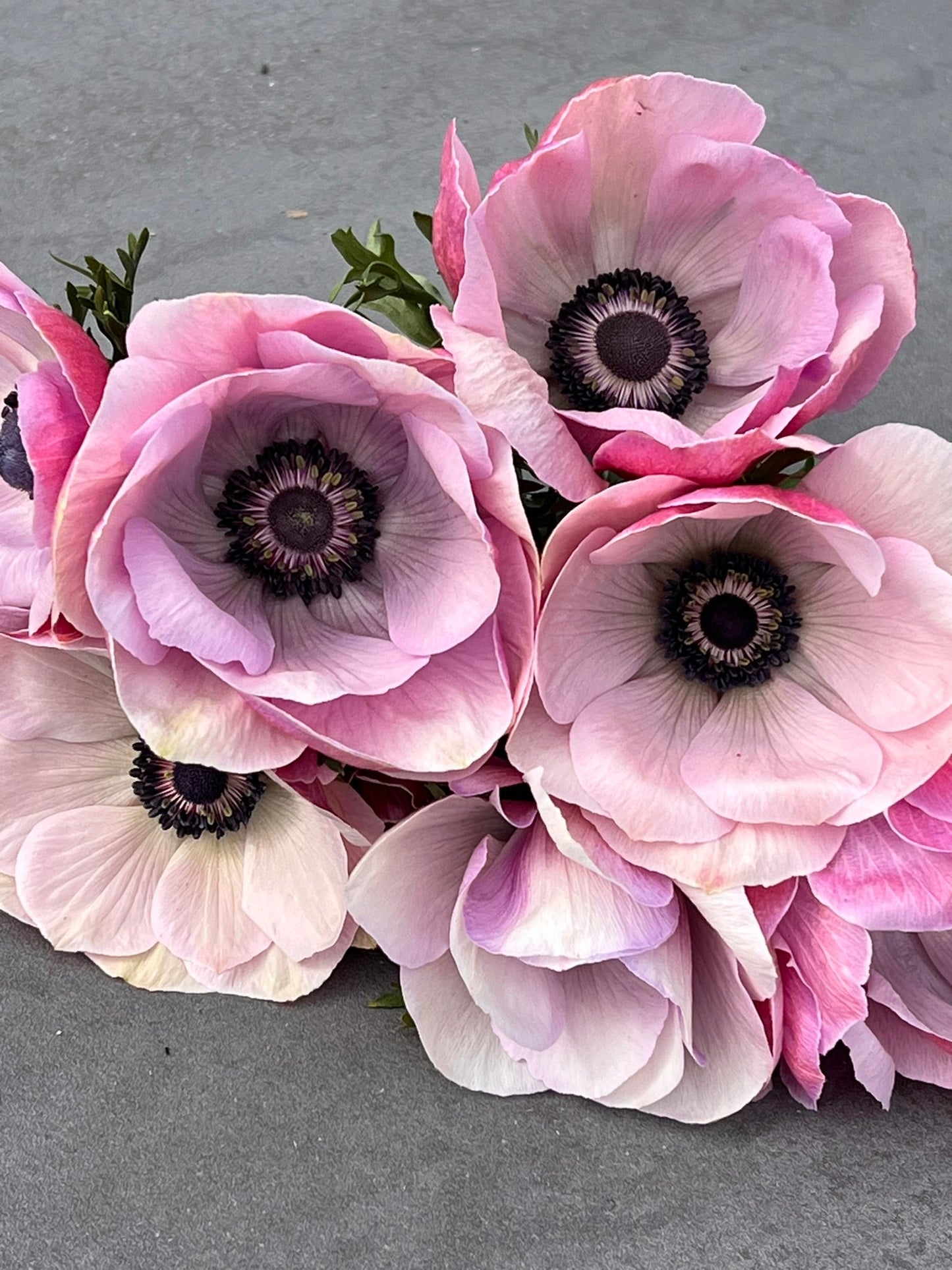 Anemone Mistral Plus® RARITY - therapyofflowers.comCorms