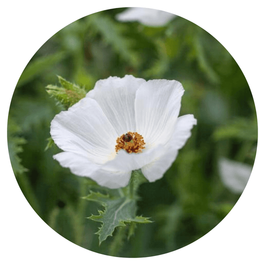 Argemone platyceras | Prickly Poppy - therapyofflowers.comseeds