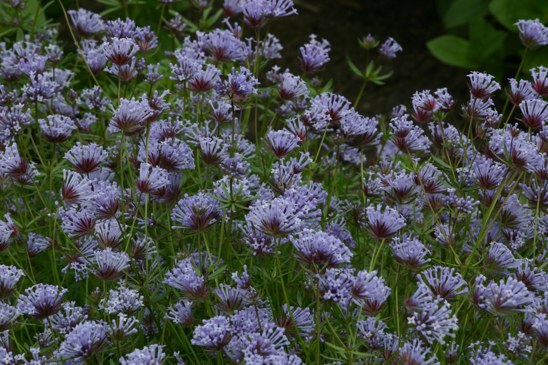 Asperula azurea - therapyofflowers.comseeds