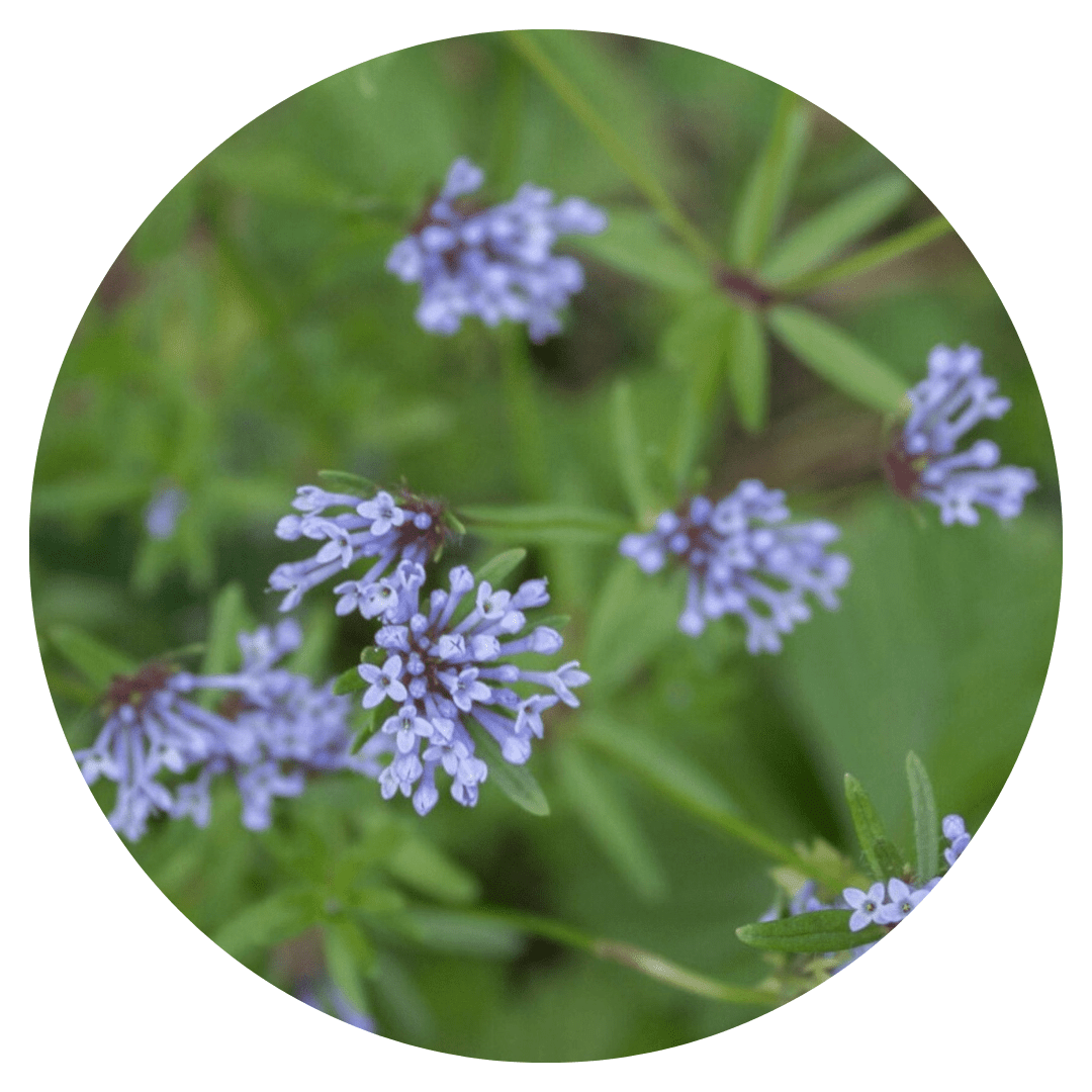 Asperula azurea - therapyofflowers.comseeds