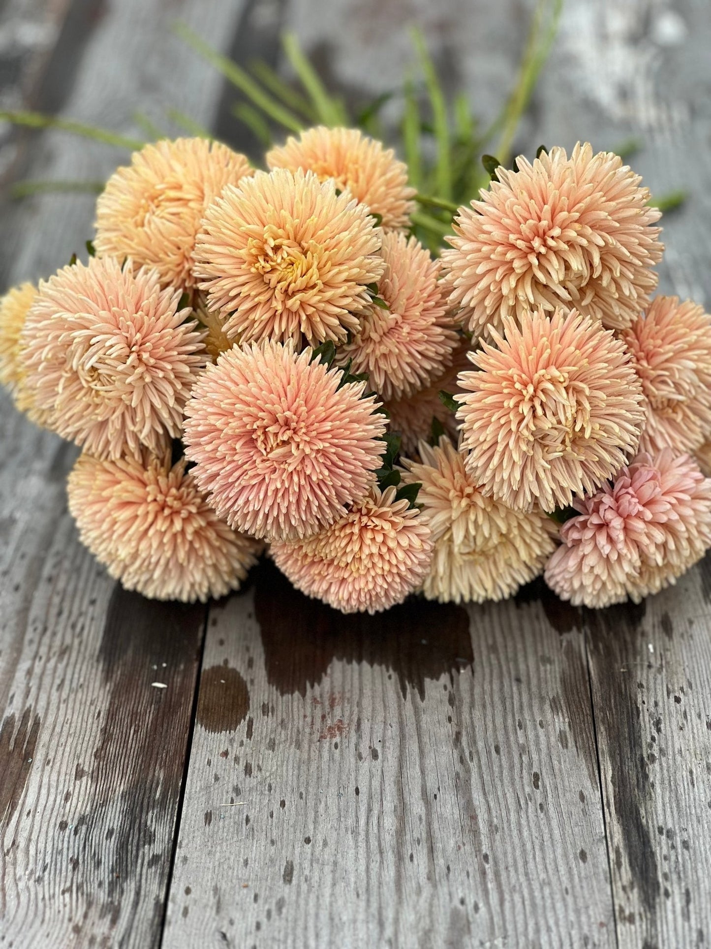 Aster Chrisantella Autumn Forest - therapyofflowers.comSeeds