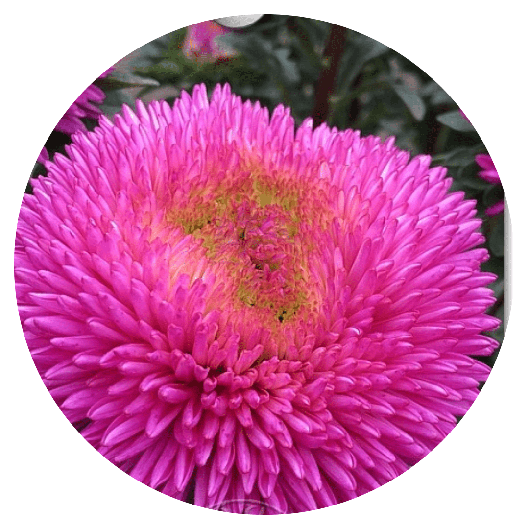 Aster Chrisantella Dragon Heart - therapyofflowers.comflowers